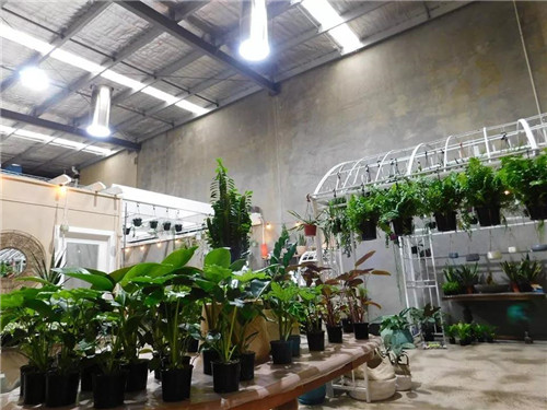 導(dǎo)光管在綠植栽培應(yīng)用