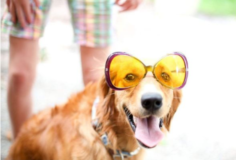 你的寵物比你更需要自然光